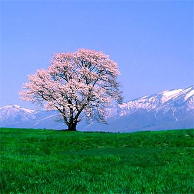 精伦电子股份有限公司关于公司股票可能存在因市值低于5亿元而终止上市的第四次风险提示公告